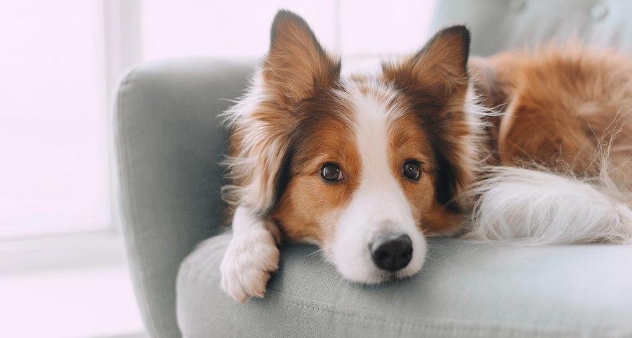 Border Collie resting on a couch